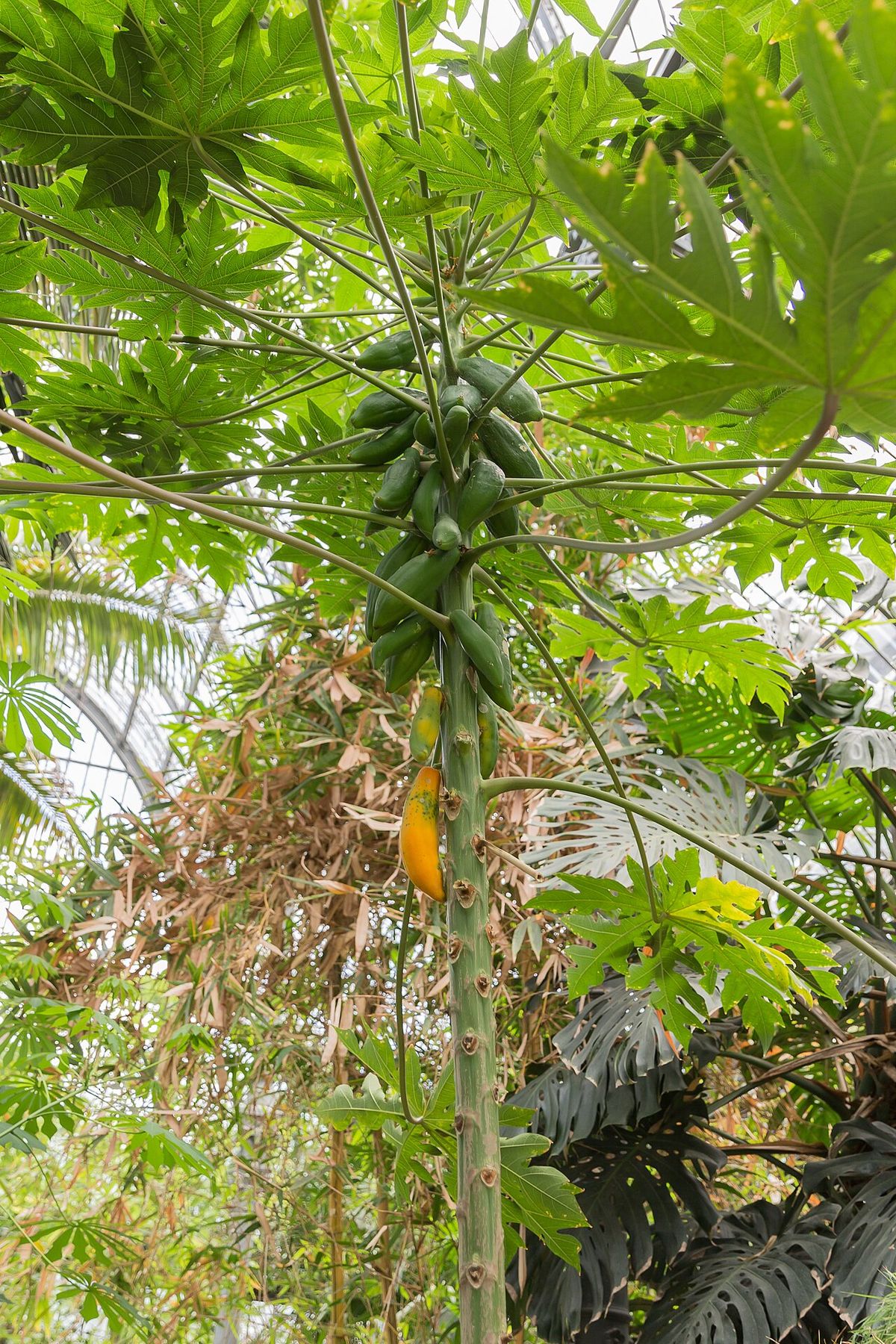 Papaya de tallo delgado con los frutos apiñados bajo la corona de hojas.