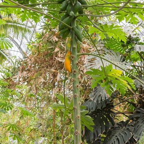 Papaya de tallo delgado con los frutos apiñados bajo la corona de hojas.