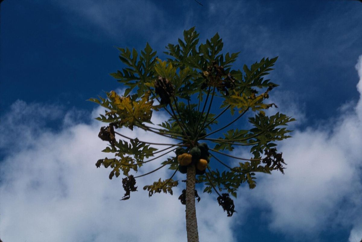 Papaya vista desde el pie, con la corona de hojas abierta contra un cielo azul.