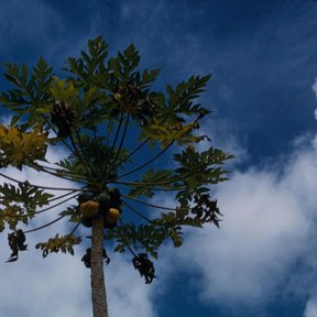 Papaya vista desde el pie, con la corona de hojas abierta contra un cielo azul.