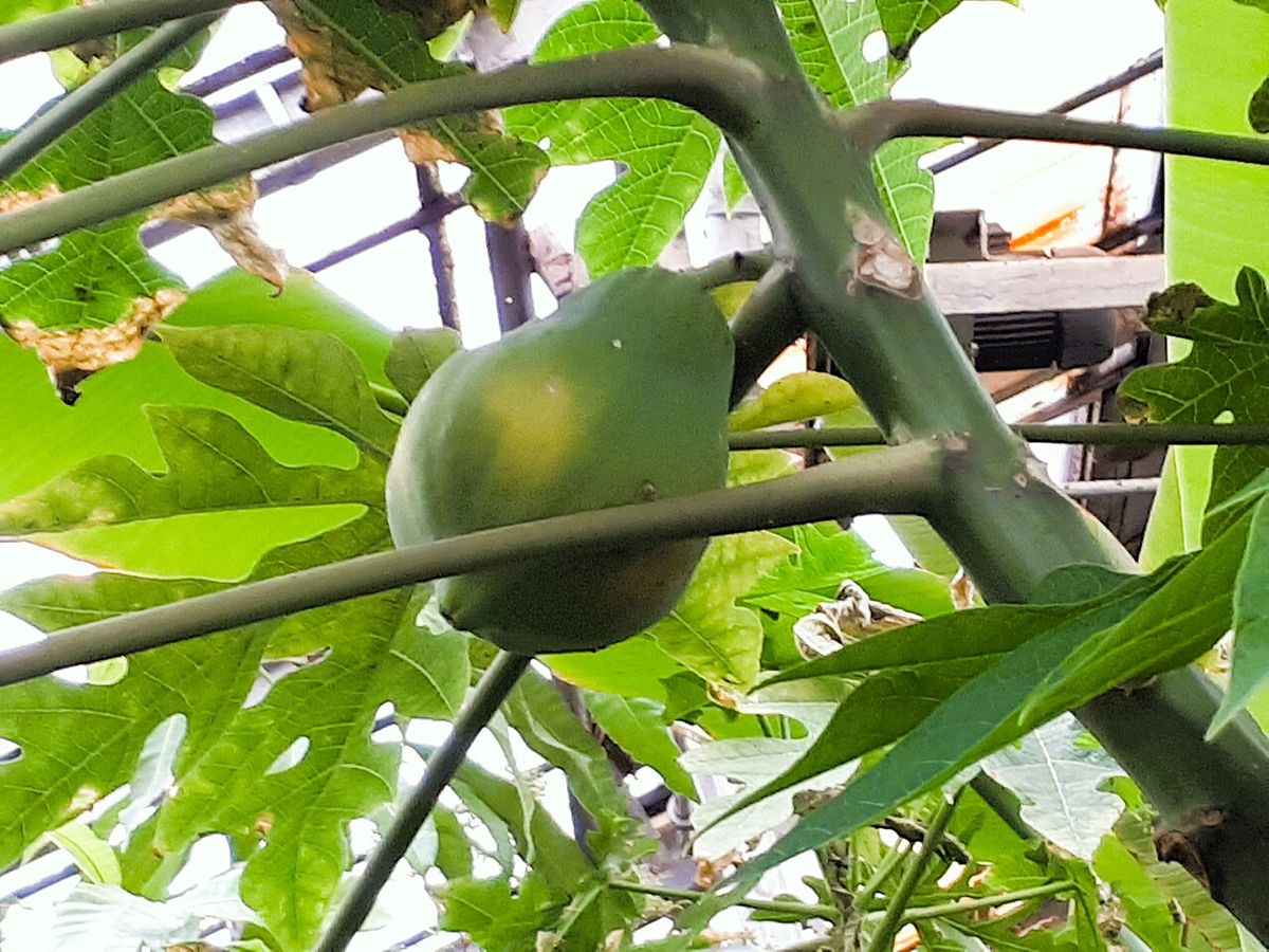 Una papaya verde todavía prendida del tallo, entre los peciolos de las hojas.