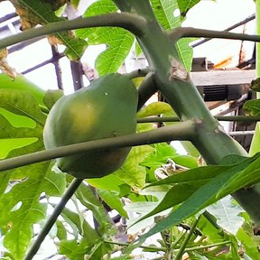 Una papaya verde todavía prendida del tallo, entre los peciolos de las hojas.
