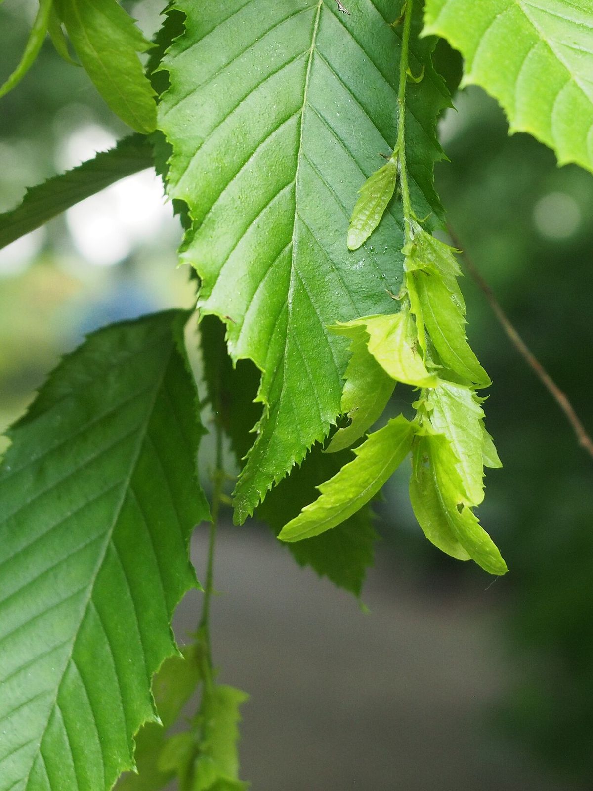 Brácteas verdes del fruto de carpe americano colgando entre las hojas.