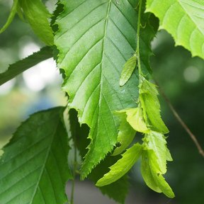 Brácteas verdes del fruto de carpe americano colgando entre las hojas.