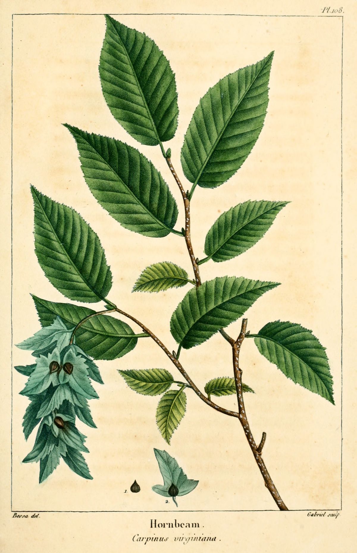 Lámina botánica antigua del carpe con la hoja aserrada y las brácteas del fruto.