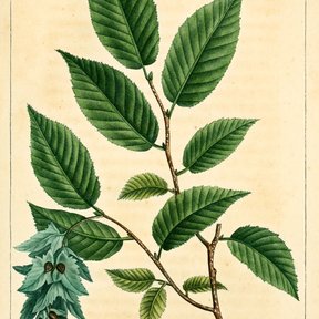 Lámina botánica antigua del carpe con la hoja aserrada y las brácteas del fruto.