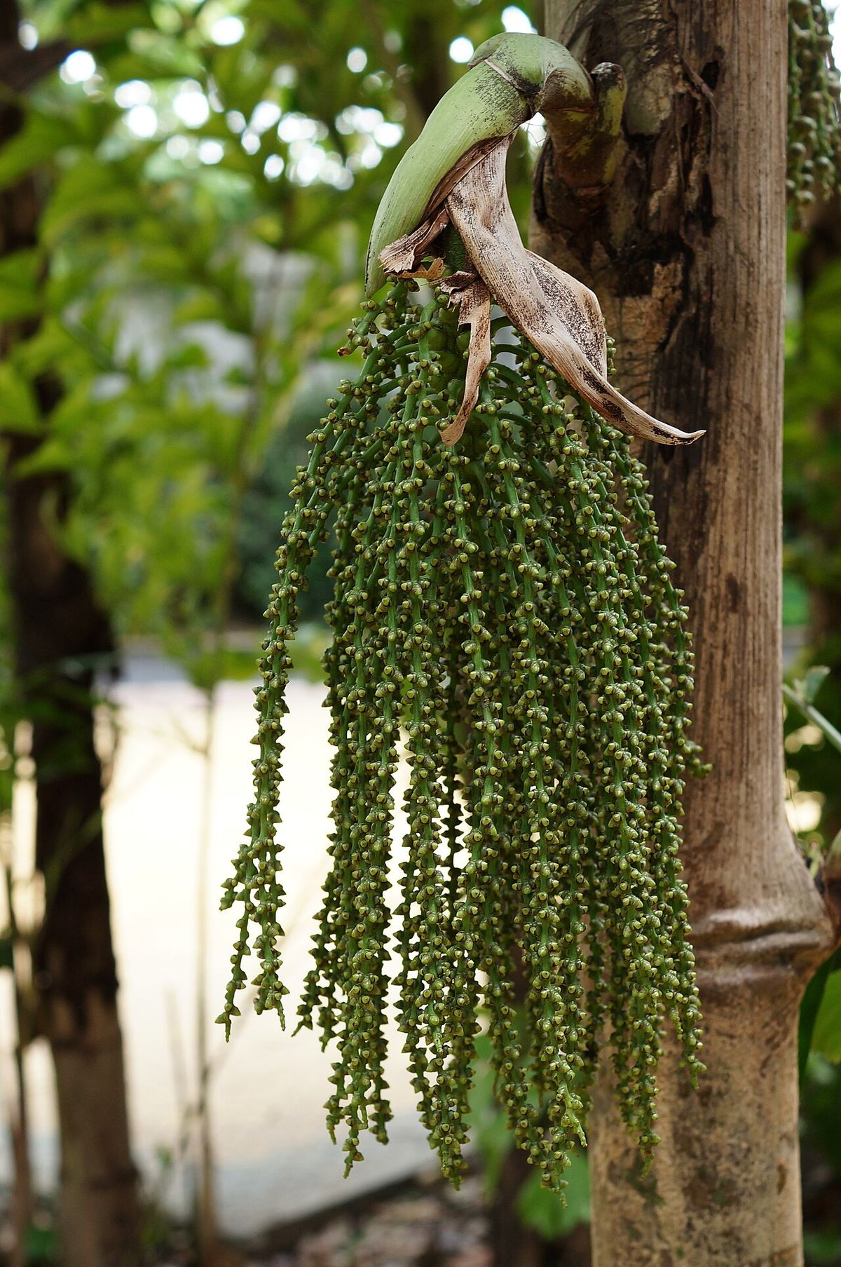 Inflorescencia colgante de palma de cola de pescado, larga y cargada de flores.