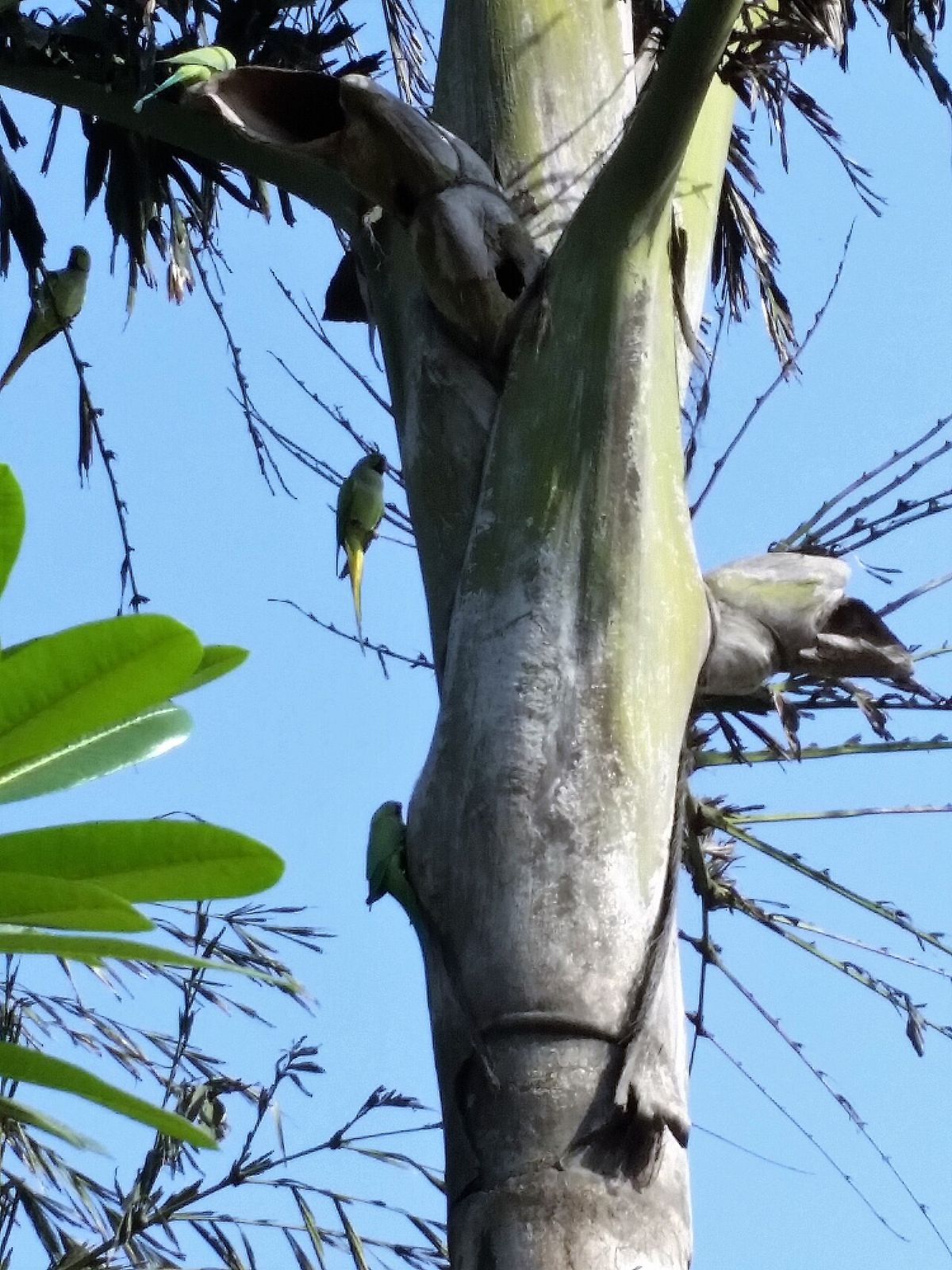 Estípite de palma de cola de pescado con las inflorescencias y unos pericos encima.