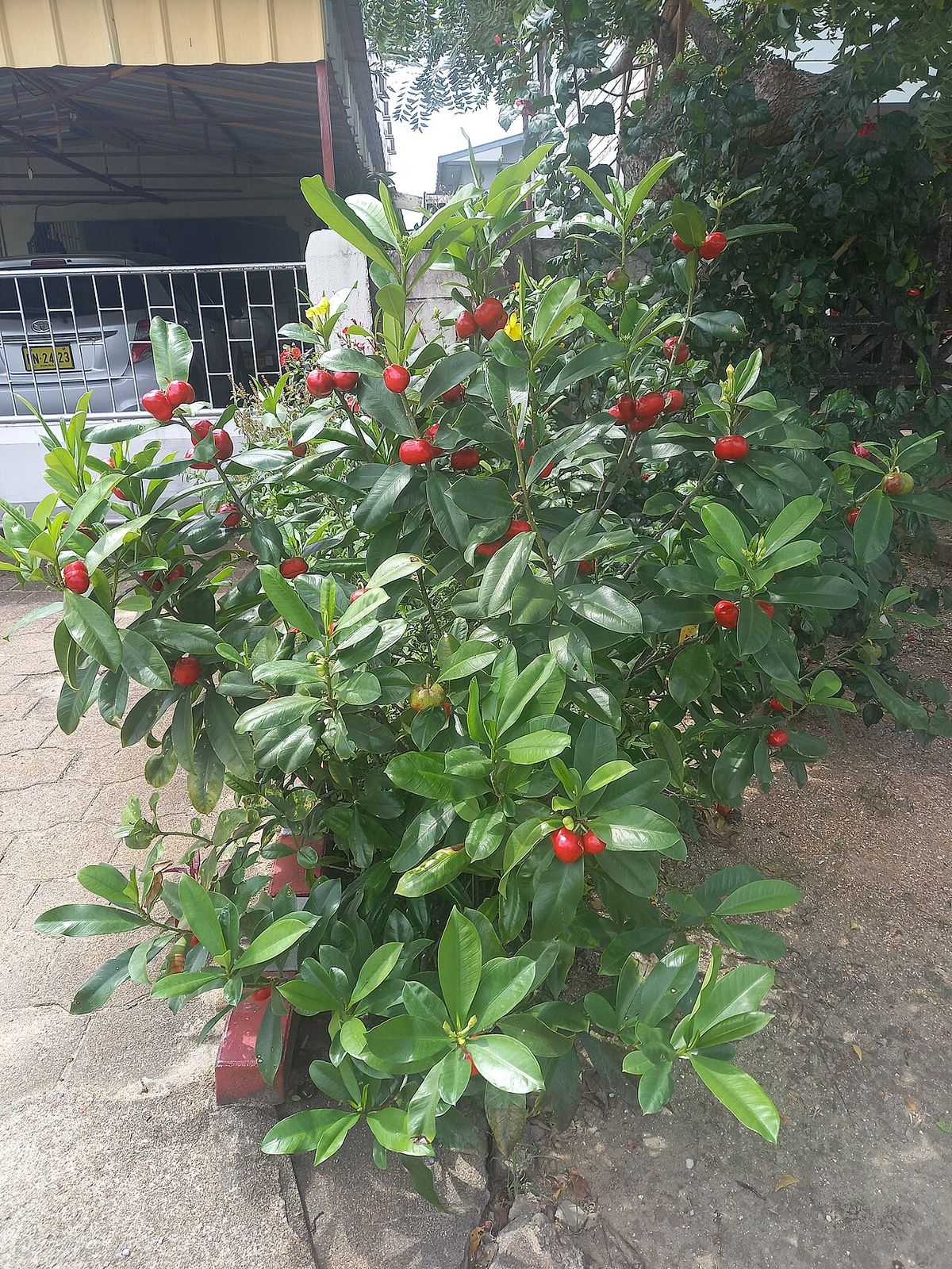 Arbusto de cojón de gato cargado de frutos rojos junto a la banqueta de una calle.