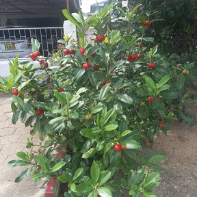 Arbusto de cojón de gato cargado de frutos rojos junto a la banqueta de una calle.