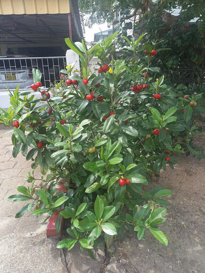 Arbusto de cojón de gato cargado de frutos rojos junto a la banqueta de una calle.