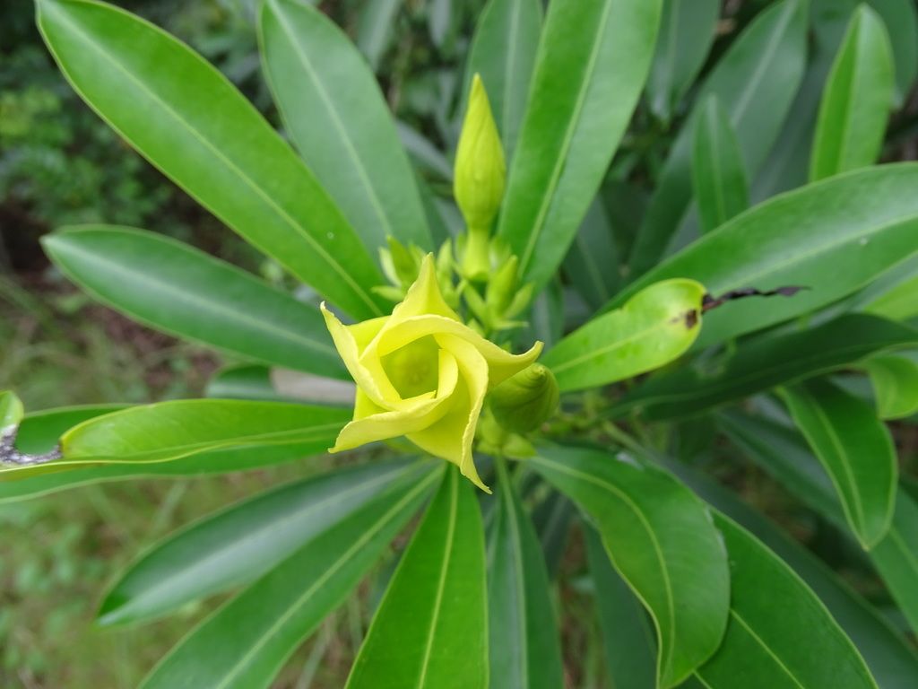 Botón floral amarillo de cojón de gato abriéndose entre hojas verde oscuro.