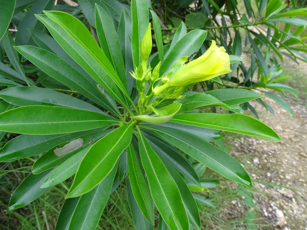 Flor amarilla de cojón de gato saliendo del centro de una roseta de hojas.