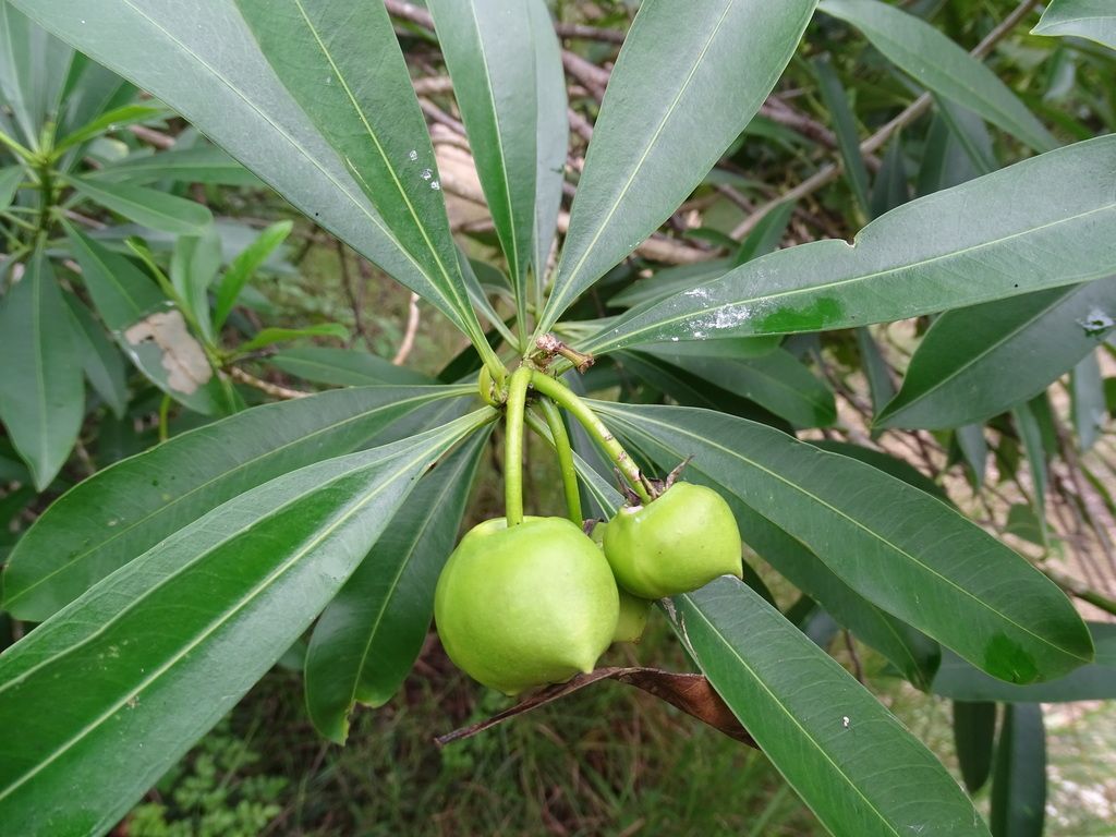 Dos frutos verdes de cojón de gato colgando en el centro de la roseta de hojas.