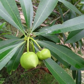 Dos frutos verdes de cojón de gato colgando en el centro de la roseta de hojas.