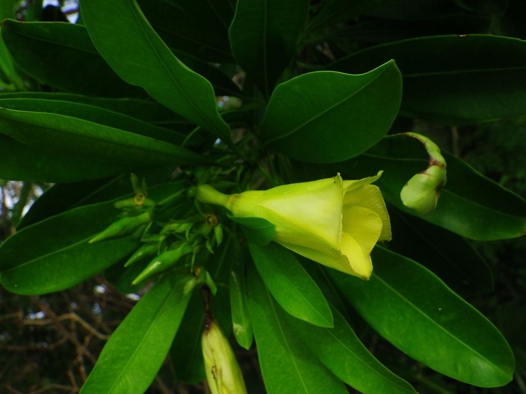 Flor amarilla de cojón de gato abierta a la sombra entre hojas oscuras.
