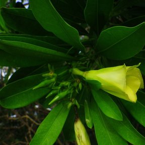 Flor amarilla de cojón de gato abierta a la sombra entre hojas oscuras.