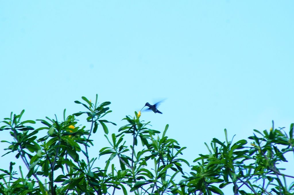 Copa de costalillo recortada contra un cielo azul claro, con un colibrí volando.