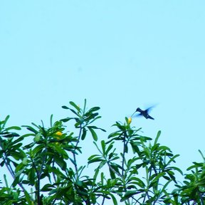 Copa de costalillo recortada contra un cielo azul claro, con un colibrí volando.