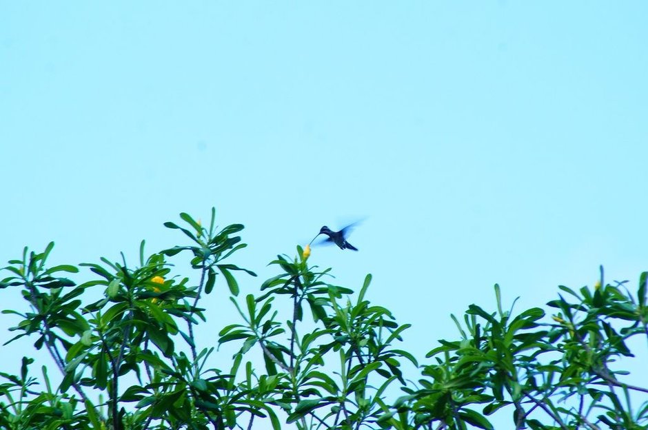 Copa de costalillo recortada contra un cielo azul claro, con un colibrí volando.