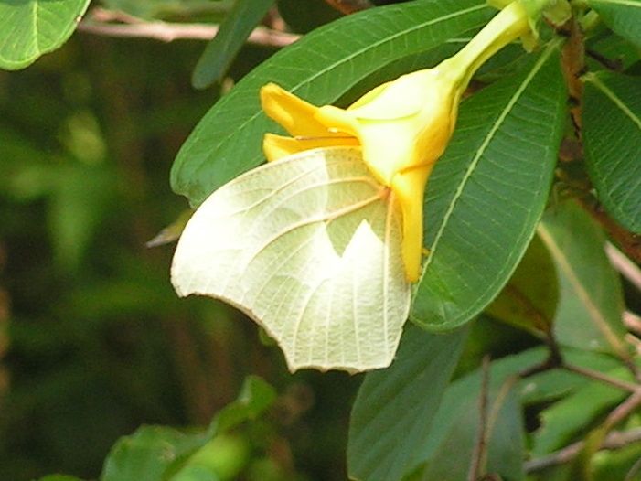 Mariposa blanca posada sobre las hojas de un costalillo junto a una flor amarilla.