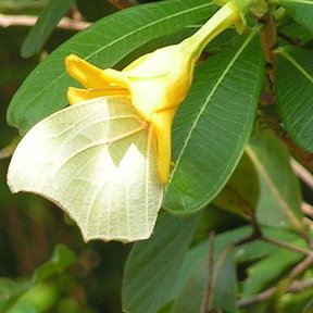 Mariposa blanca posada sobre las hojas de un costalillo junto a una flor amarilla.
