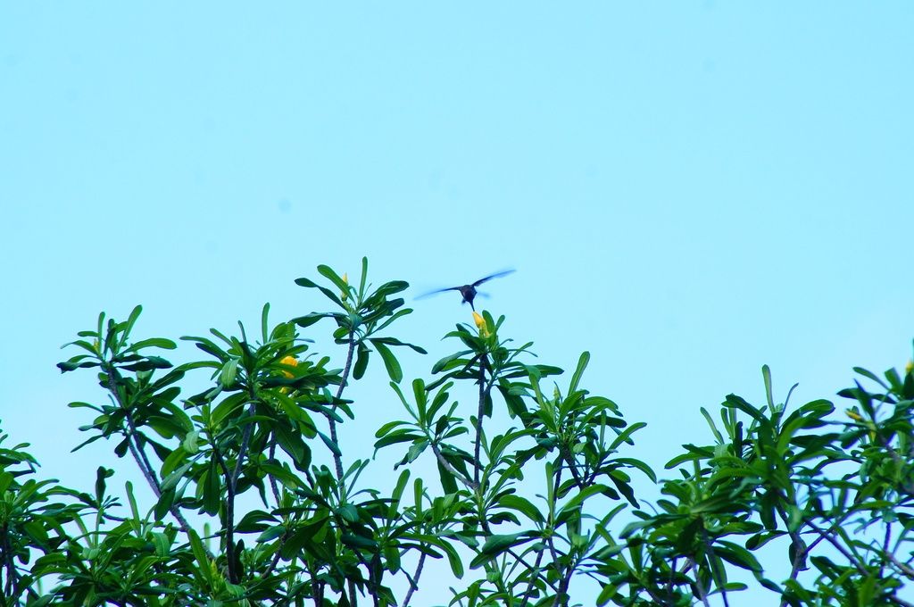 Ramas altas de costalillo con follaje ralo contra el cielo, con un ave en vuelo.
