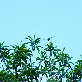 Ramas altas de costalillo con follaje ralo contra el cielo, con un ave en vuelo.