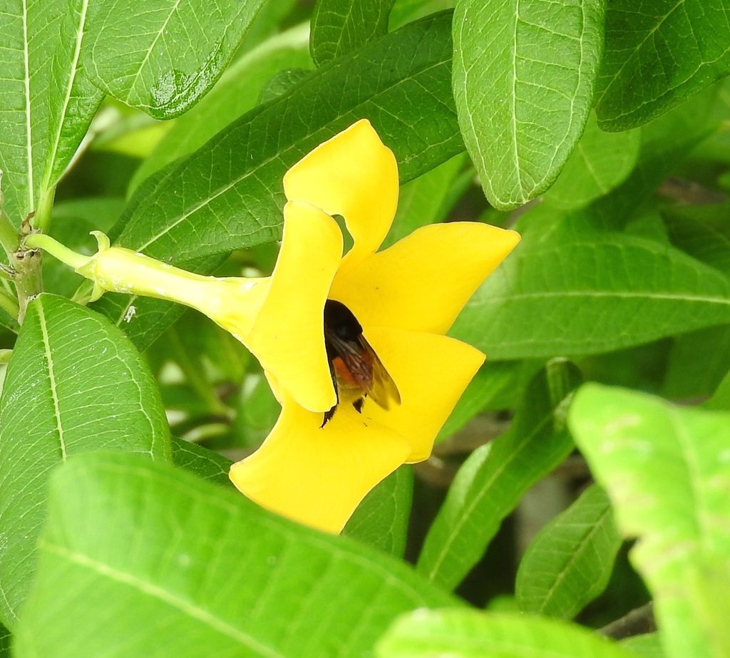 Flor amarilla de costalillo abierta con una abeja entrando en el tubo.