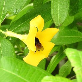 Flor amarilla de costalillo abierta con una abeja entrando en el tubo.