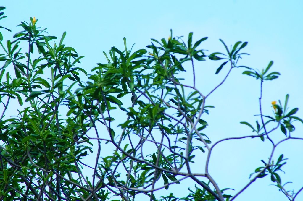 Copa despejada de costalillo con las ramas delgadas contra el cielo azul.