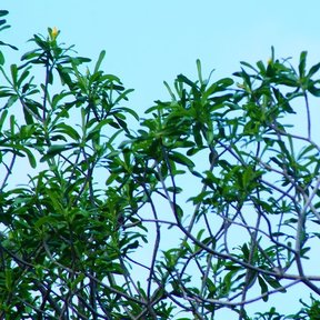 Copa despejada de costalillo con las ramas delgadas contra el cielo azul.
