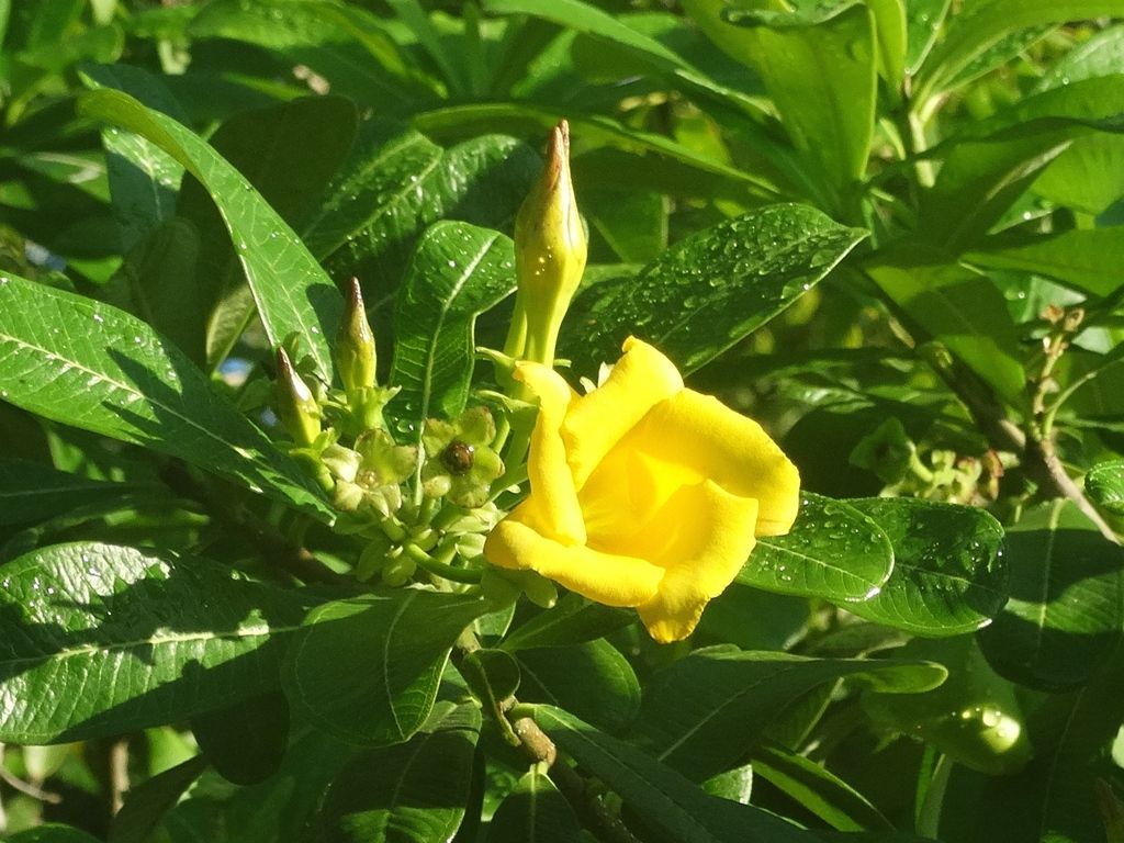 Flor amarilla de costalillo abierta junto a un botón todavía cerrado.