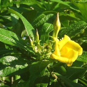 Flor amarilla de costalillo abierta junto a un botón todavía cerrado.