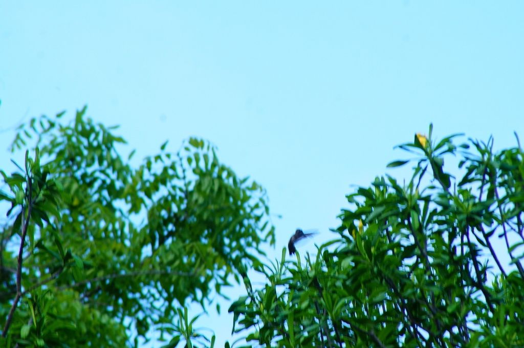 Copas de costalillo y otras plantas recortadas contra un cielo despejado.