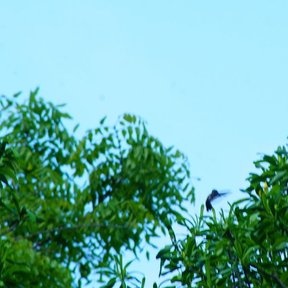 Copas de costalillo y otras plantas recortadas contra un cielo despejado.