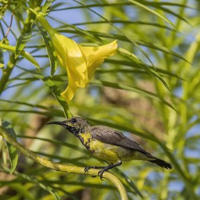 Un pájaro posado en una rama de campanita junto a una flor amarilla abierta.