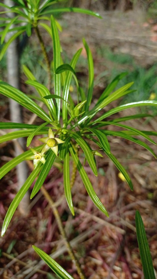 Planta joven de campanita con las hojas en roseta y flores pequeñas, en una ladera.