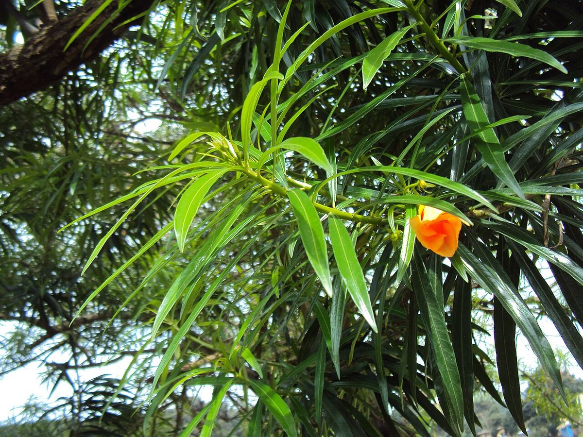 Flor anaranjada de campanita a punto de abrir entre el follaje verde.