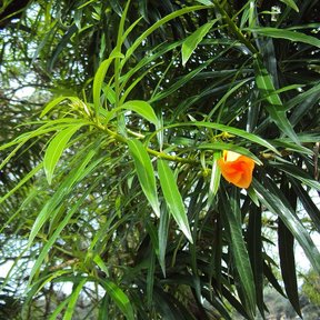 Flor anaranjada de campanita a punto de abrir entre el follaje verde.