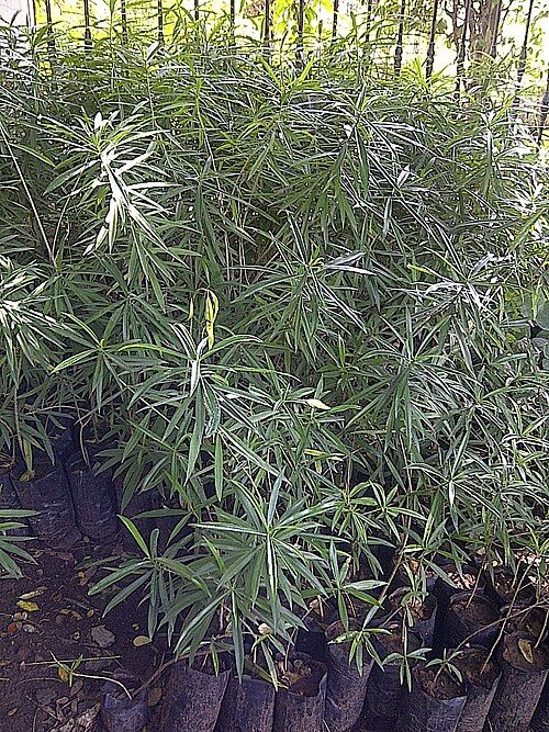 Plantas jóvenes de campanita en bolsas de vivero, con el follaje muy tupido.