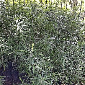 Plantas jóvenes de campanita en bolsas de vivero, con el follaje muy tupido.