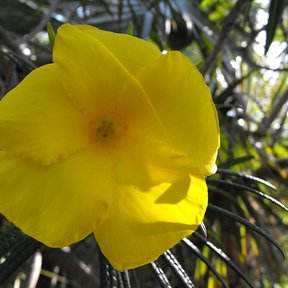 Flor amarilla y acampanada de codo de fraile abierta entre hojas estrechas.