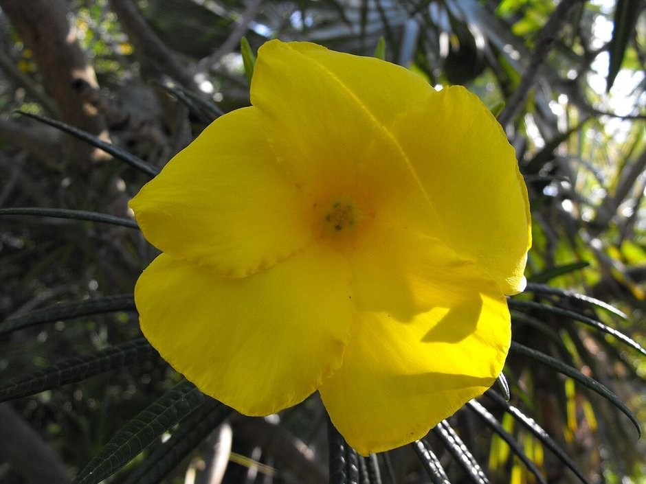 Flor amarilla y acampanada de codo de fraile abierta entre hojas estrechas.