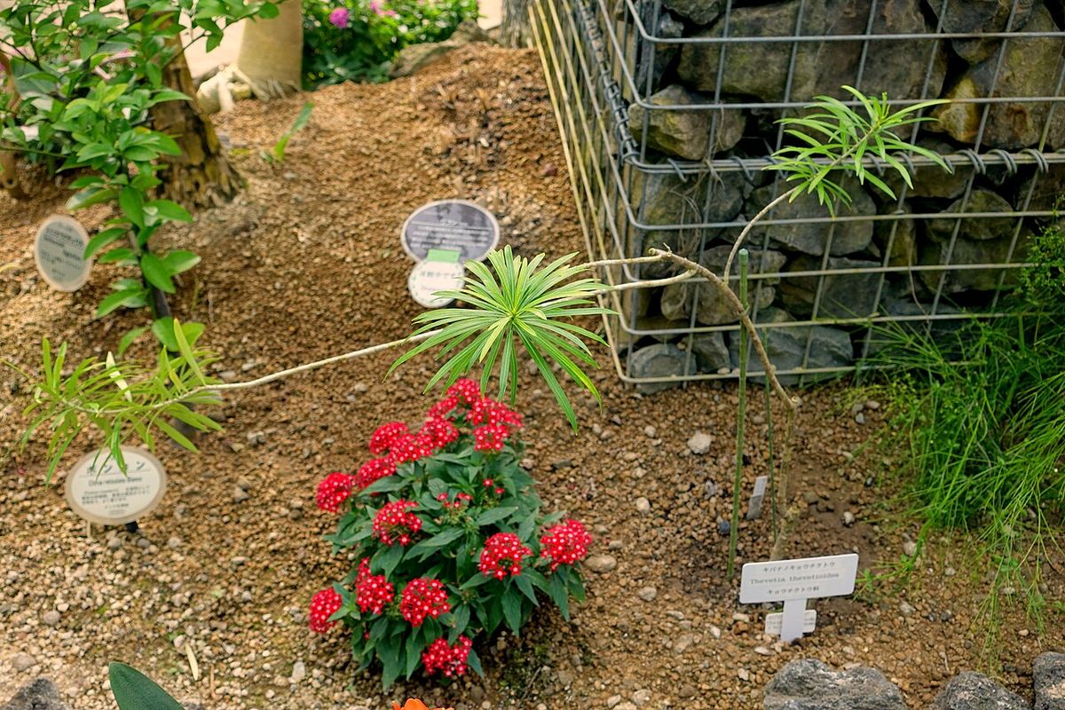 Plantas jóvenes etiquetadas en un cantero de grava dentro de un jardín botánico.