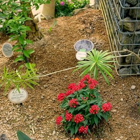 Plantas jóvenes etiquetadas en un cantero de grava dentro de un jardín botánico.