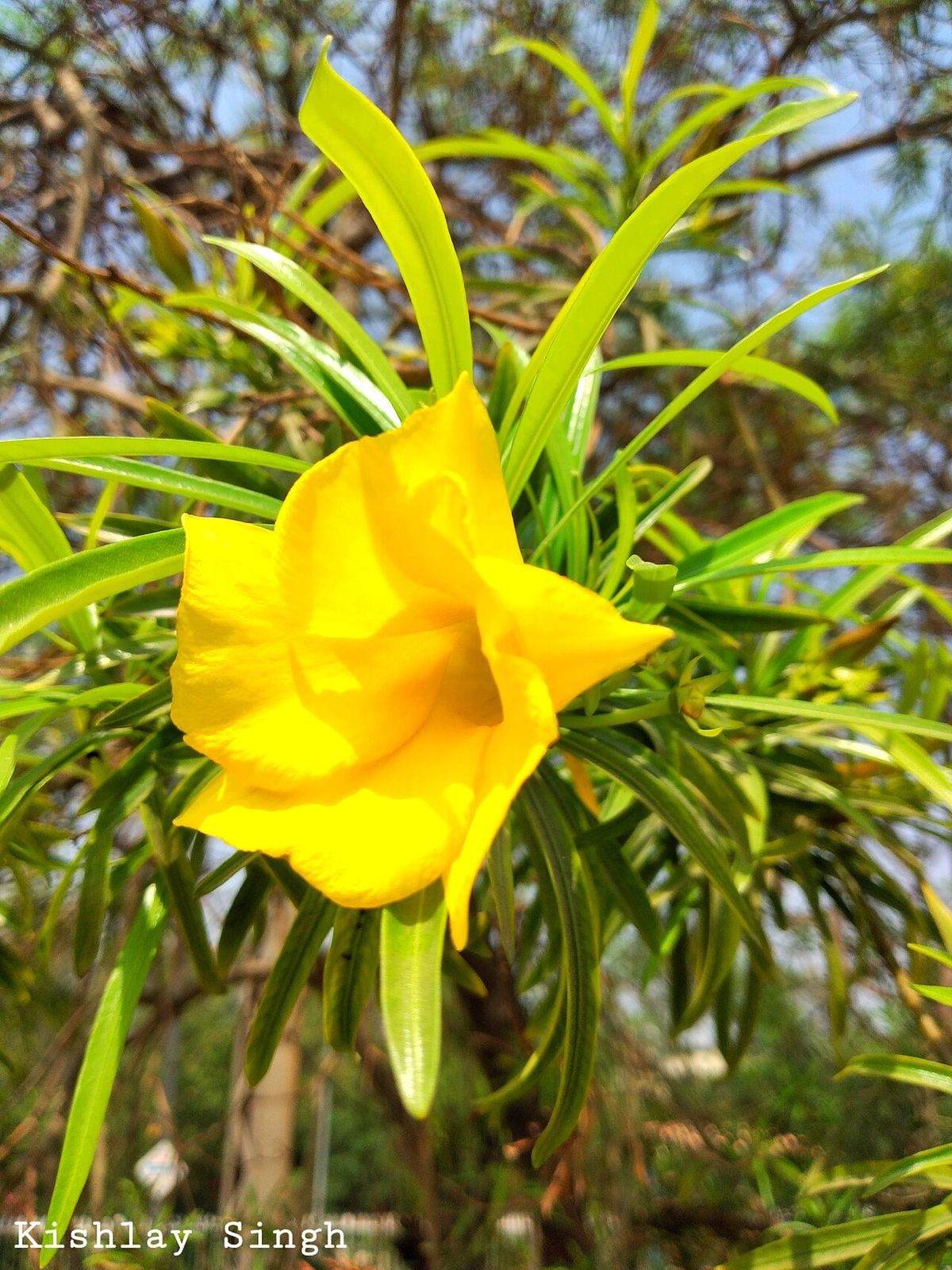 Flor amarilla de codo de fraile entre el follaje lineal y verde claro.