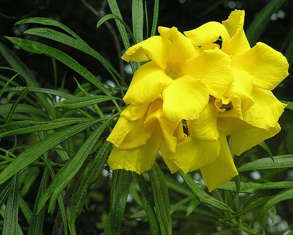 Varias flores amarillas de codo de fraile abiertas juntas en la punta de una rama.