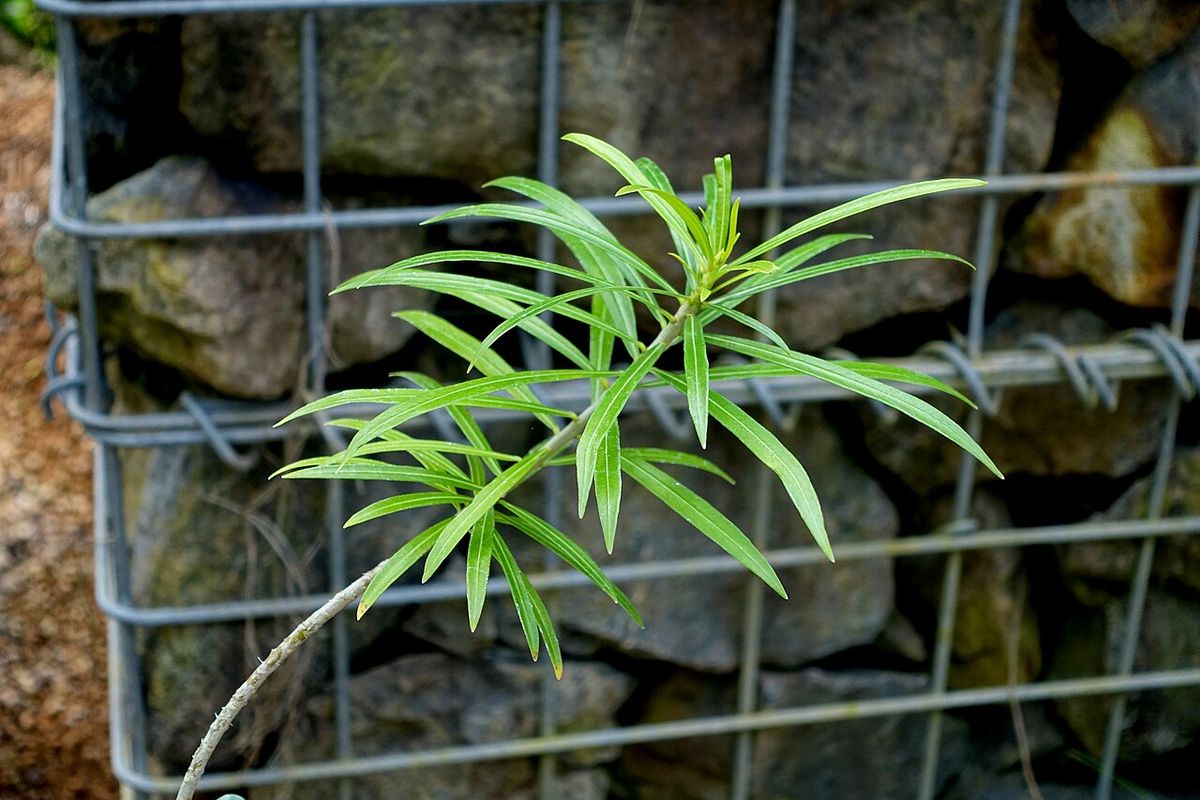 Planta joven de codo de fraile creciendo junto a un muro de gaviones.