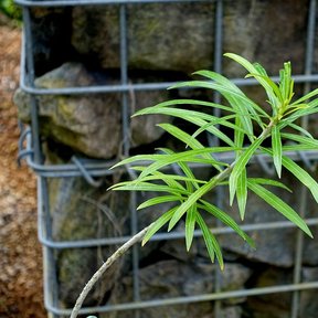 Planta joven de codo de fraile creciendo junto a un muro de gaviones.